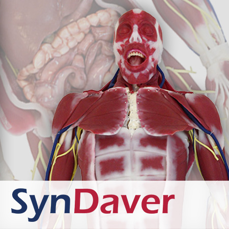 SynDaver Silicone Model